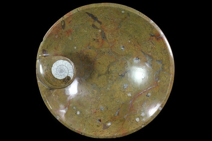 Fossil Goniatite Bowl - Stoneware #73760